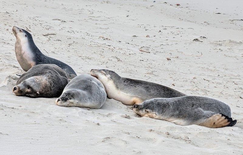 Seal Bay Conservation Park - Seal Bay Conservation Park, Seal Bay Rd, Seal Bay SA 5221, Australia