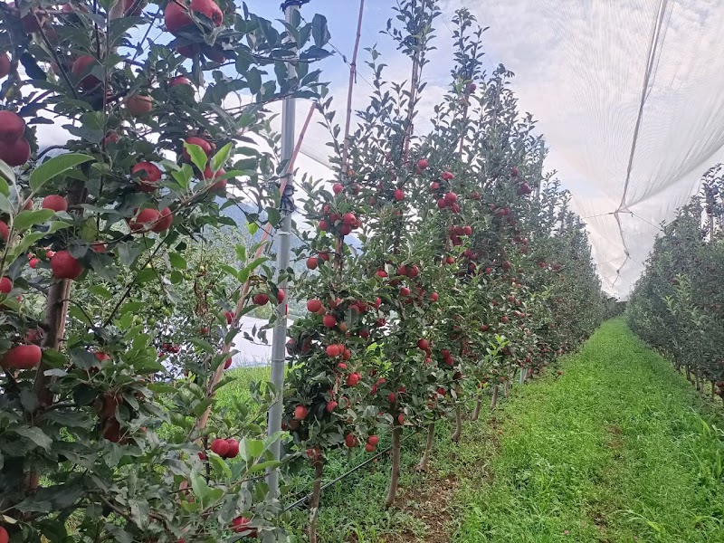 Kashmir Fruit Traders - Kashmir Fruit Traders Q46Q+W2P, Philomina Nagar, Thanjavur, Tamil Nadu 613006, India