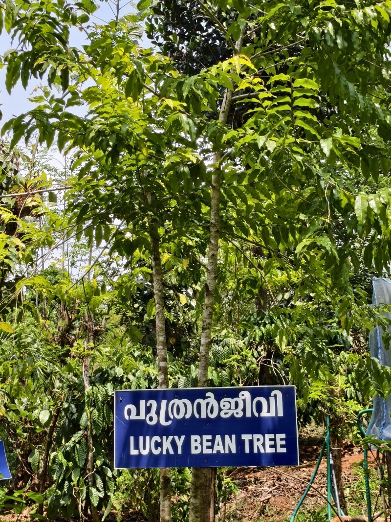 Chasam Ayurvedic & Spices Garden - Chasam Ayurvedic & Spices Garden Vythiri -Tharuvana Rd, Vythiri, Kunnathidavaka, Kerala 673576, India