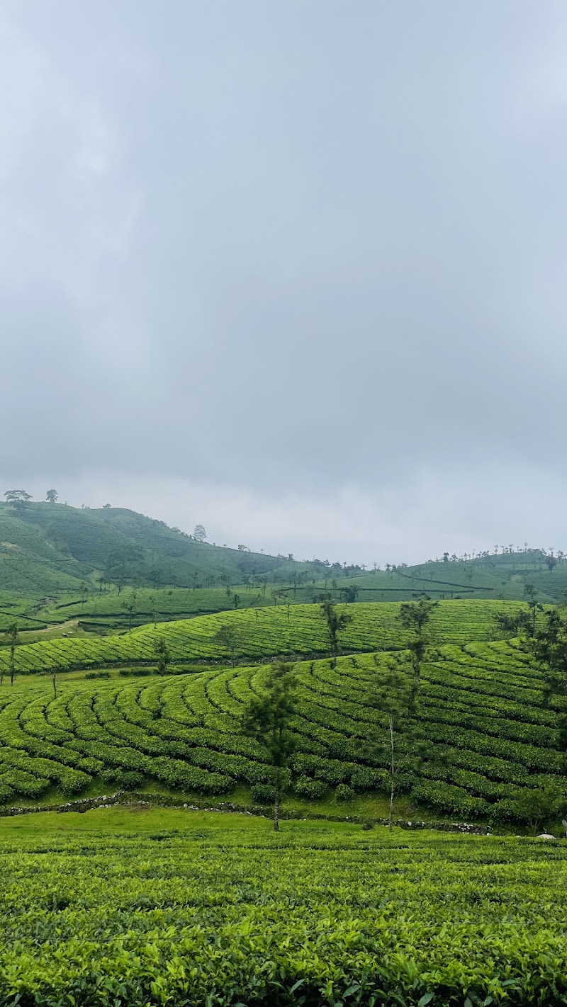 Vagamon Meadows - Vagamon Meadows Vagamon, Kolahalamedu, Kerala 685501, India