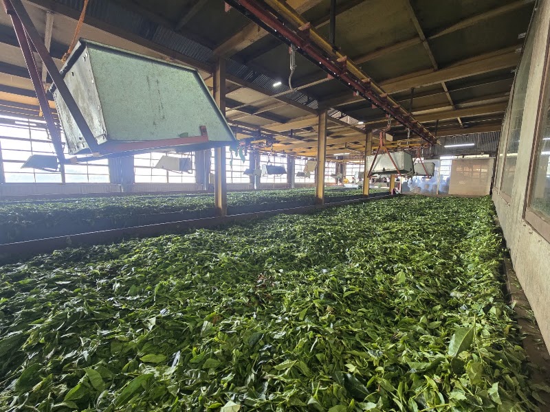 The Tea Factory & The Tea Museum - The Tea Factory & The Tea Museum Dodabetta Road, Mel Koddapmund, Thalayathimund, Ooty, Tamil Nadu 643002, India
