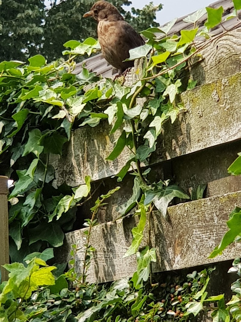 Wijchen - Wijchen, Netherlands