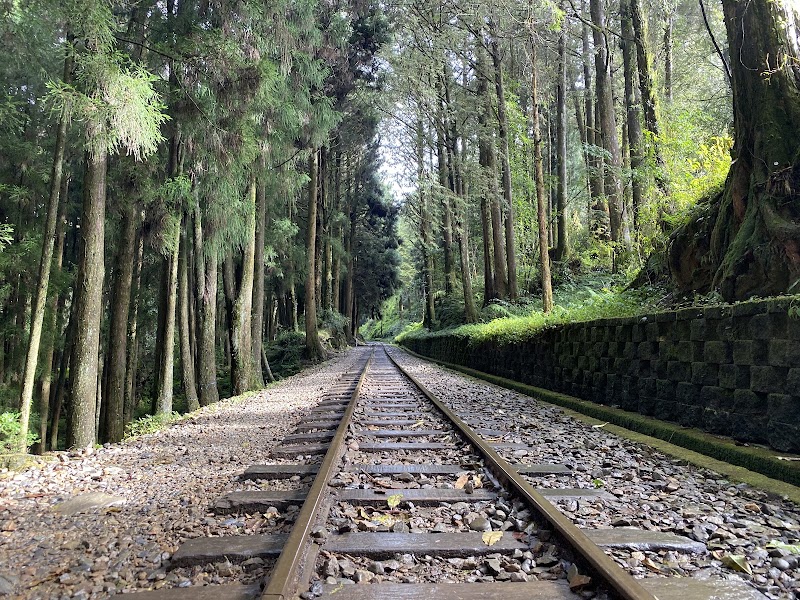 Tashan Trail - Tashan Trail 605 Zhongzheng Village, Alishan Township, Chiayi County, Taiwan 605