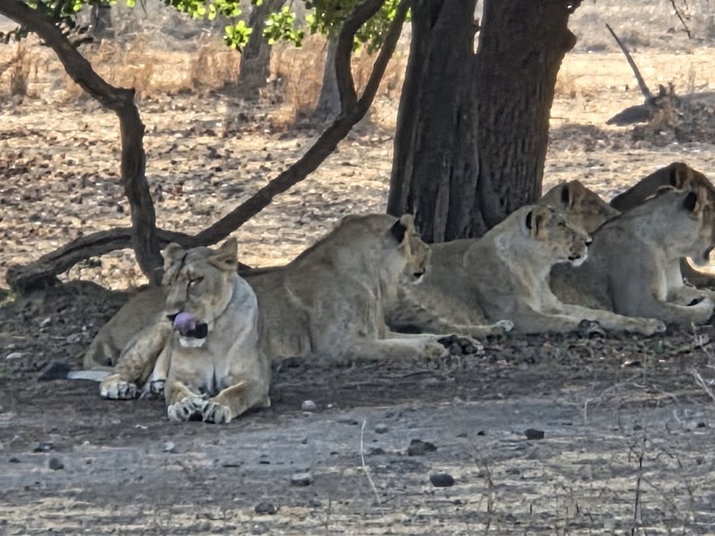 Devalia GIR Park - Devalia GIR Park, 5G93+HC, Sandhbeda, Gujarat 362260, India