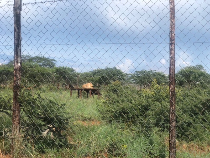 Tshabalala Game Sanctuary - Tshabalala Game Sanctuary, QH55+2MP, Bulawayo, Zimbabwe