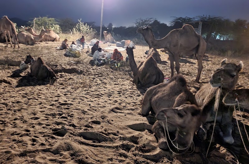 Pushkar Cattle Fair - Pushkar Cattle Fair, Mela Ground, Pushkar, Rajasthan 305022, India