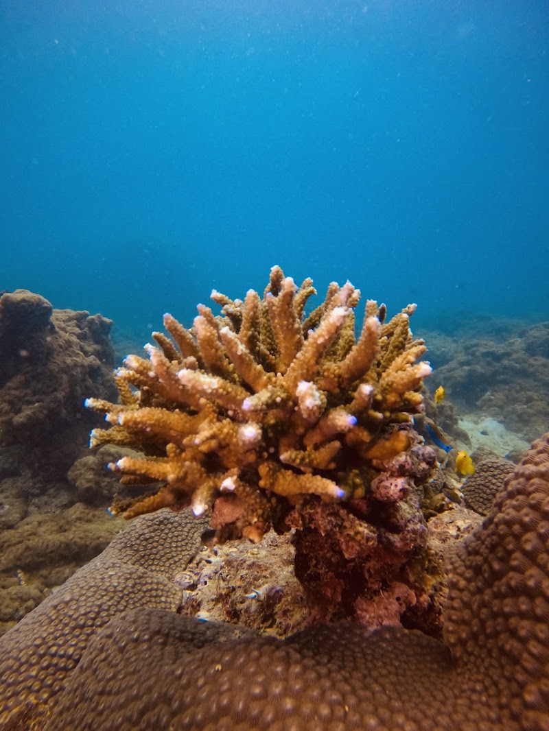Love Diving Phuket - Paradise Beach - Love Diving Phuket - Paradise Beach Paradise Beach, Muen-Ngern Rd, Tambon Patong, Amphoe Kathu, Chang Wat Phuket 83150, Thailand