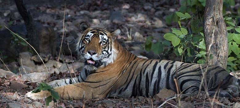 DOOARS TOURISM - DOOARS TOURISM, Dooars, Uttarpatkapara, Rajabhat Khawa, West Bengal 735227, India