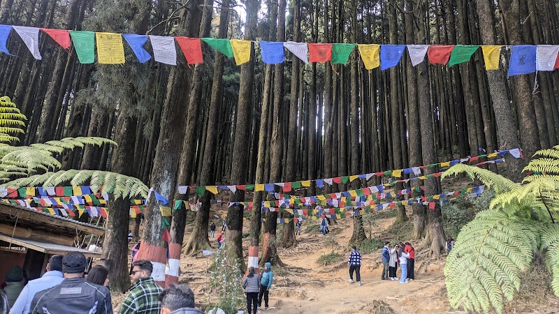 Majestic Pine Forest - Majestic Pine Forest X4VW+5PP, Mim Nagri Range, West Bengal 734221, India