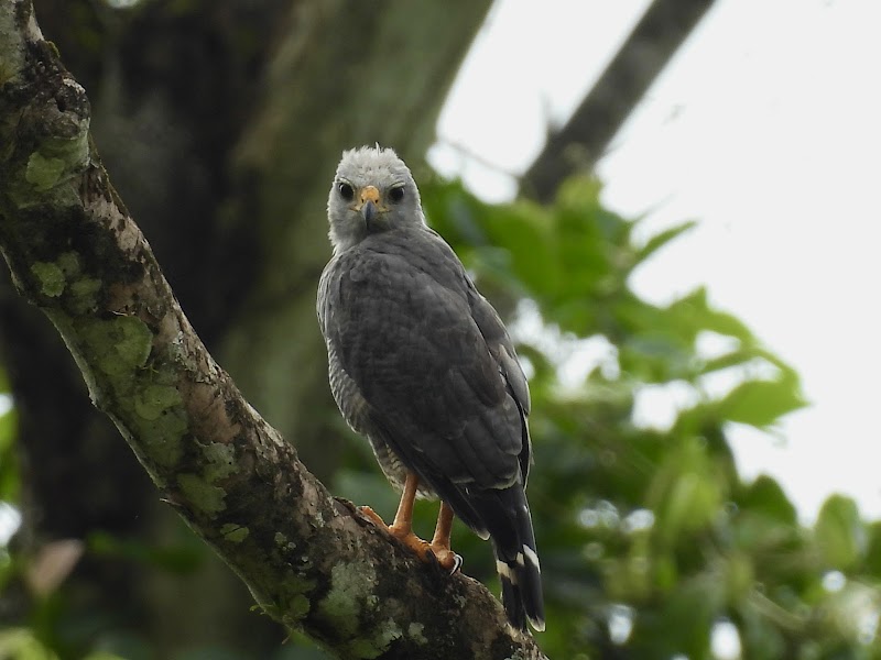 Manuel Antonio Wildlife Experience - Manuel Antonio Wildlife Experience, Puntarenas Province, Quepos, 60601, Costa Rica