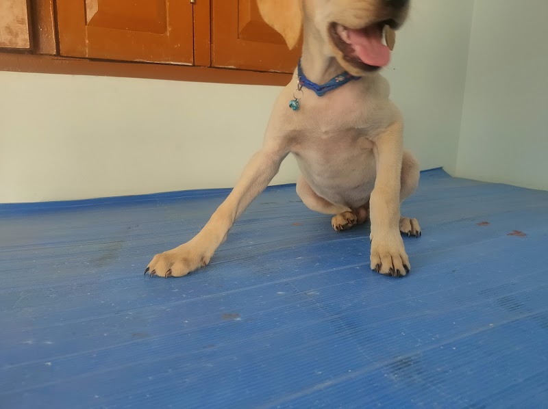 SN Pet Clinic - SN Pet Clinic, Ward No. 18, Ambedkar chowk, Sailashree Vihar, Bargarh, Dang, Odisha 768038, India