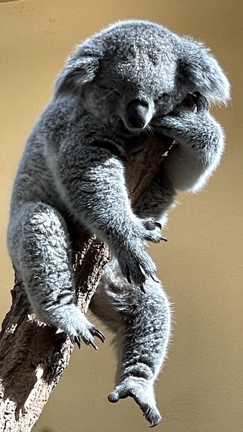 Schönbrunn Zoo - Schönbrunn Zoo, Maxingstraße 13b, 1130 Wien, Austria