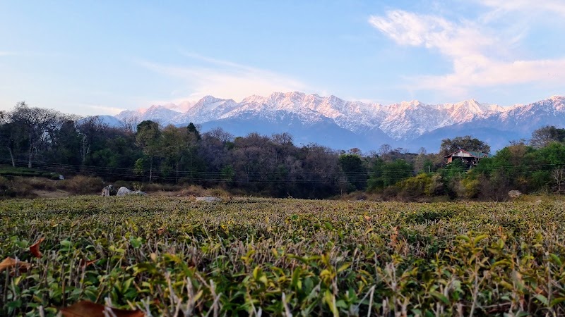Wah Tea Estate - Wah Tea Estate, Panchrukhi Rd, Patti, Deogran, Dohal, Himachal Pradesh 176067, India