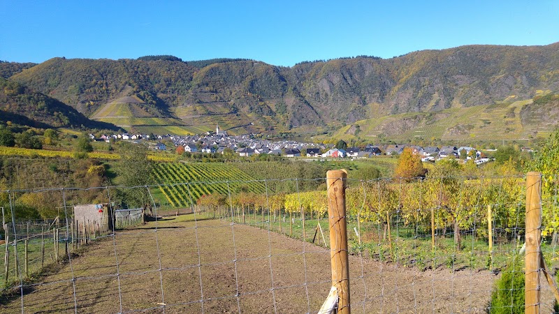 Bioweingut Laurentiushof - Bioweingut Laurentiushof, Gartenstraße 13, 56814 Bremm, Germany
