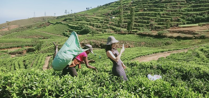 Tea factory tour nuwara eliya - Tea factory tour nuwara eliya 16/1 1, 5 Glenfall Rd, km 22200, Sri Lanka