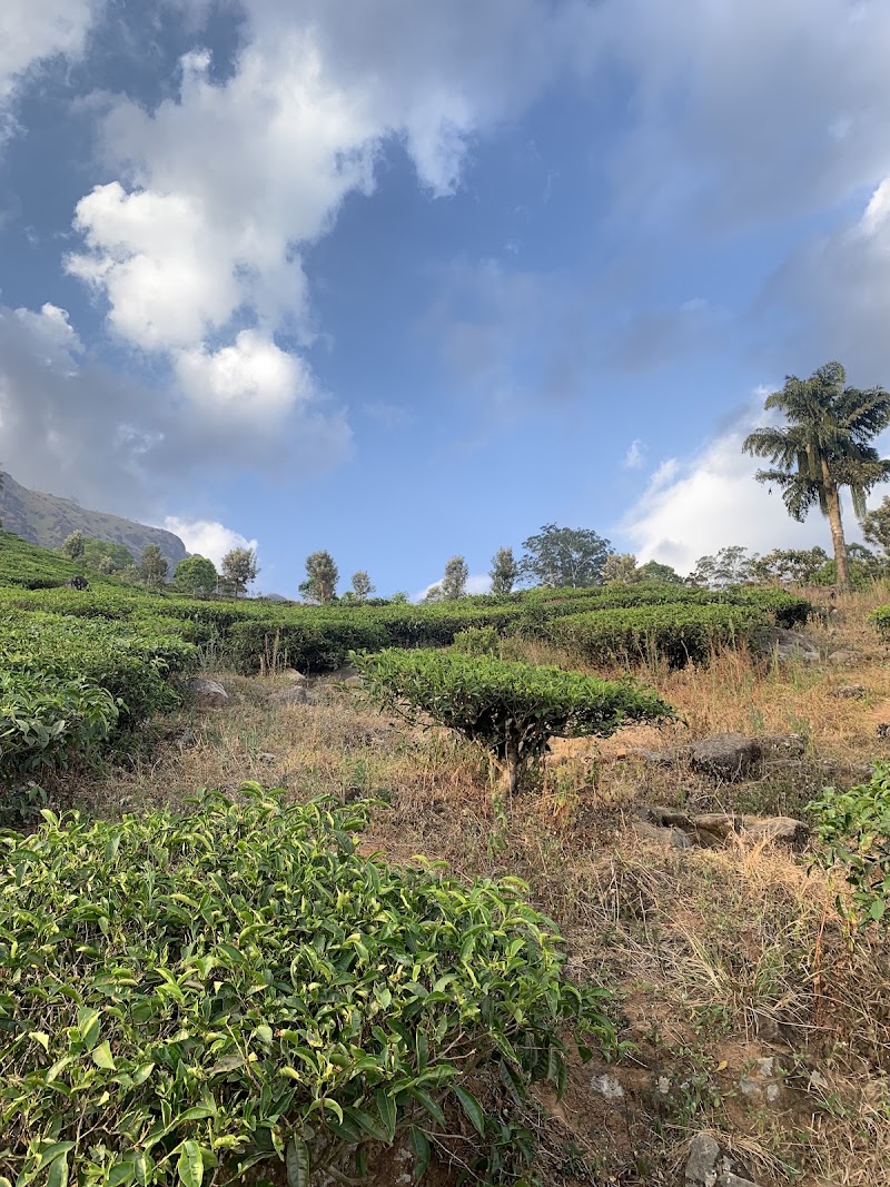 Munnar Tea Trail Tour - Munnar Tea Trail Tour Lockhart Tea Factory Rd, Devikulam, Kerala 685613, India