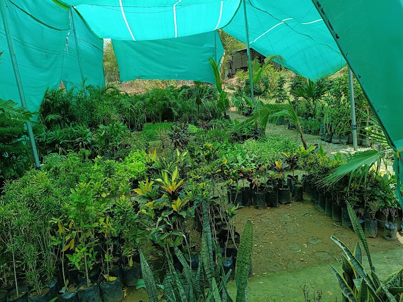 Lakecity Nursery - Lakecity Nursery JP4H+JC7, near New RTO, behind Swastik Heights, Hari Vihar Colony, Pahada, Raghunathpura, Udaipur, Rajasthan 313001, India
