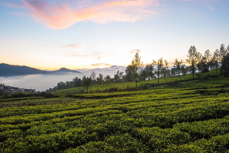 StayVista at Villa Sullivan in Ooty | 5 BHK Luxury Villa - StayVista at Villa Sullivan in Ooty | 5 BHK Luxury Villa Arakadu, Arcado 1, Mynalla Junction, Ooty, Bicketty, Tamil Nadu 643002, India