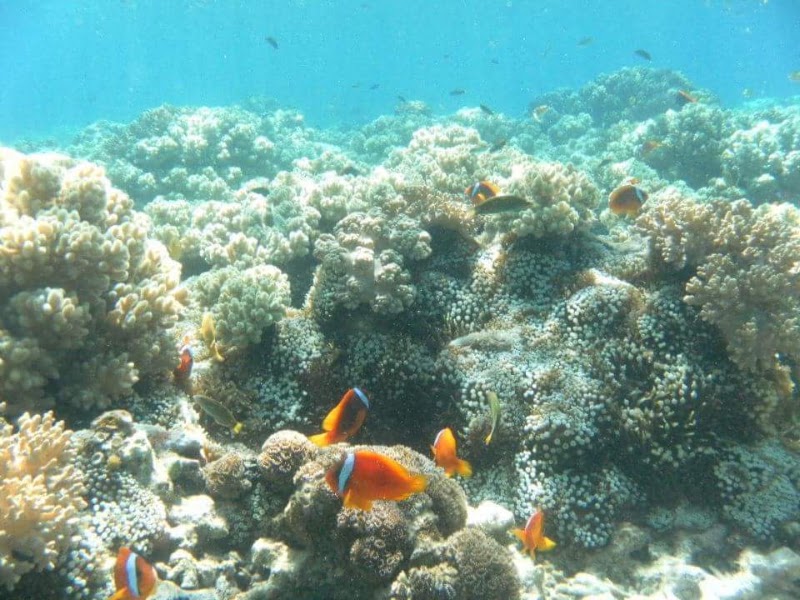 Apo Island Beach Resort - Apo Island Beach Resort, Apo Island, Dauin, 6217 Negros Oriental, Philippines