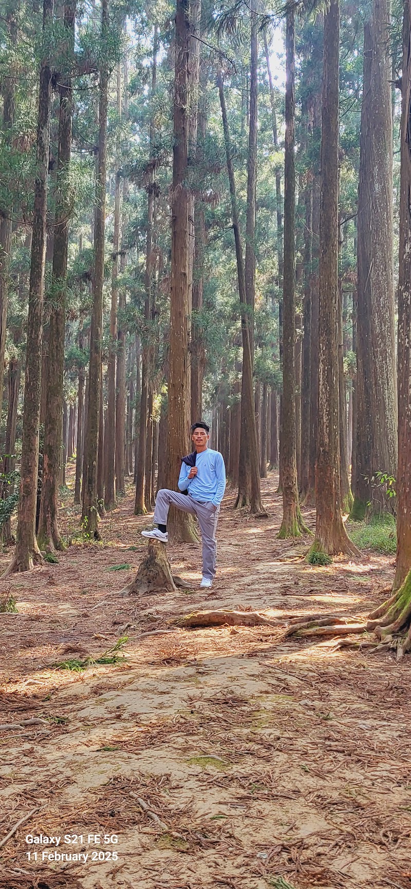 Malki Forest - Malki Forest HV5P+PJH, Unnamed Road, Malki, Shillong, Meghalaya 793003, India