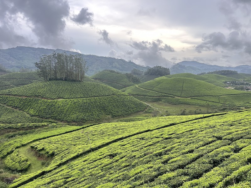 Munnar views