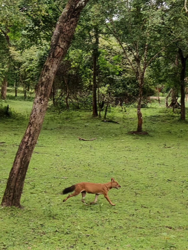 Kakanakote Safari Center, Dammanakatte Mysuru - Kakanakote Safari Center, Dammanakatte Mysuru, 2774+FP2, SH 33, Manchegowdanahalli, Antharasanthe, Karnataka 571114, India