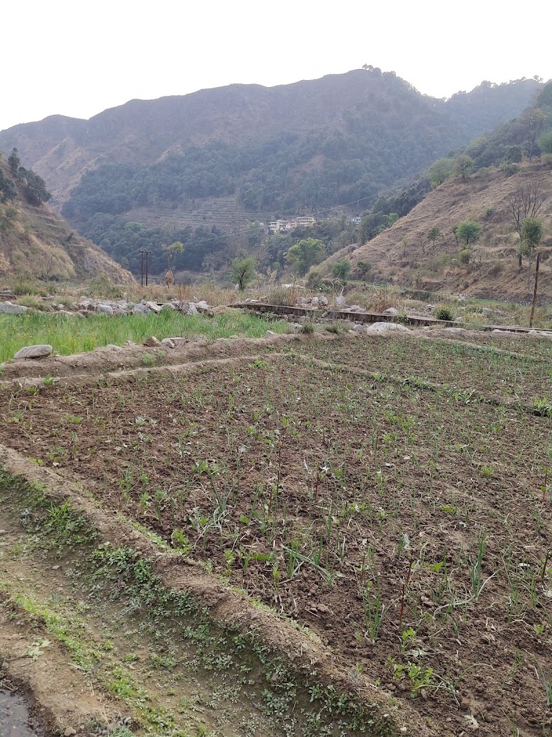 Village- tali - Village- tali, XWGF+F35, Gaddari, Uttarakhand 246169, India