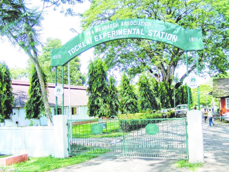 Tocklai Tea Research Institute - Tocklai Tea Research Institute, Cinnamara, Tocklai Tea Research Institute, Lichubari, Jorhat, Jorhat CD Block Part, Assam 785008, India