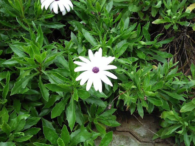 Green Woods,Yercaud - Green Woods,Yercaud Pagoda Point Road, Sengadu, Tamil Nadu 636601, India