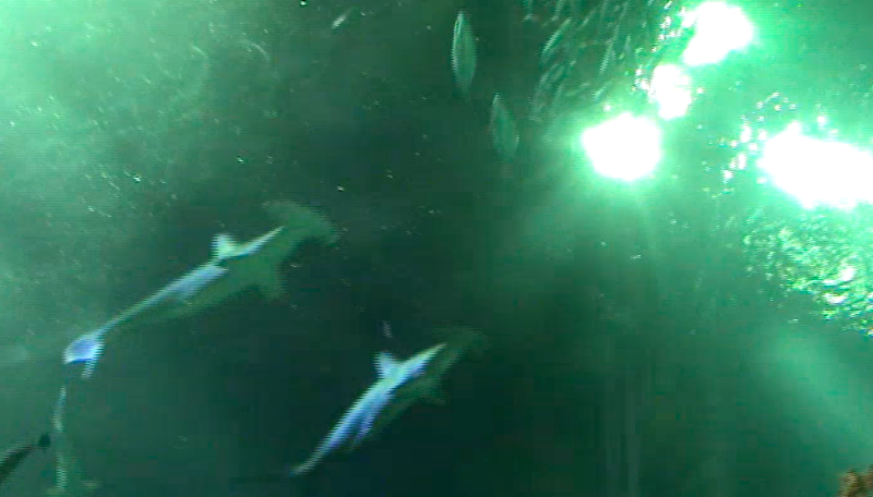 Ocean World Aquarium - Ocean World Aquarium 207號 Tung Choi St, Prince Edward, Hong Kong
