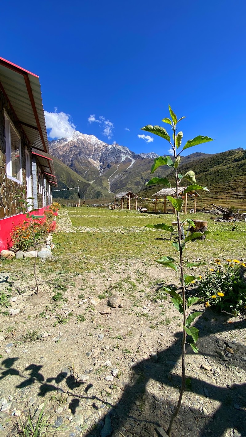 Himalayan Bluesheep: Darma Valley - Himalayan Bluesheep: Darma Valley, Dantu dugtu, Dantu, Uttarakhand 262545, India