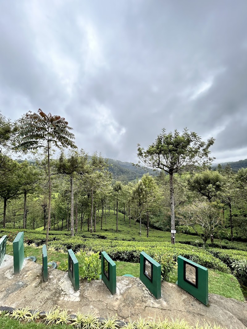 Pedro Tea Estate - Pedro Tea Estate XQ3F+3FX, Nuwara Eliya 22200, Sri Lanka