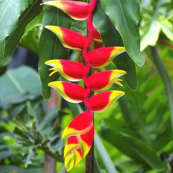 Pramukh Nursery - Pramukh Nursery, Nilkanth Farm House, Ring Road, near Yatri Niwas Hotel, Silvassa, Dadra and Nagar Haveli and Daman and Diu 396230, India