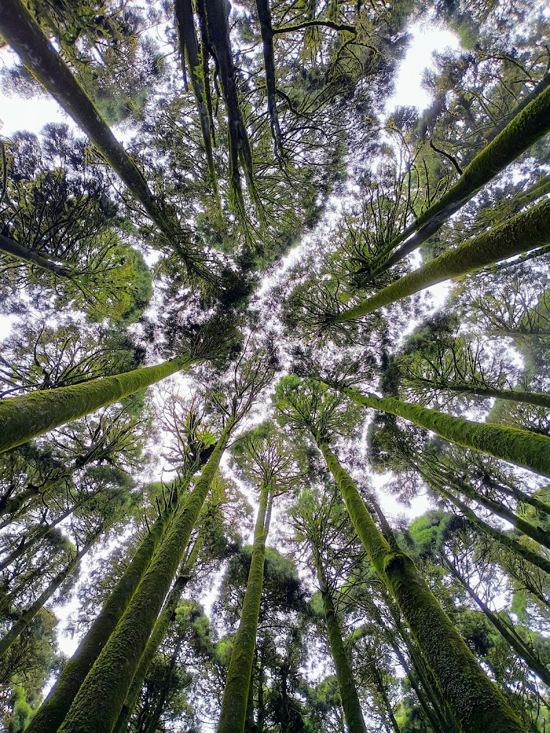 Majestic Pine Forest - Majestic Pine Forest X4VW+5PP, Mim Nagri Range, West Bengal 734221, India