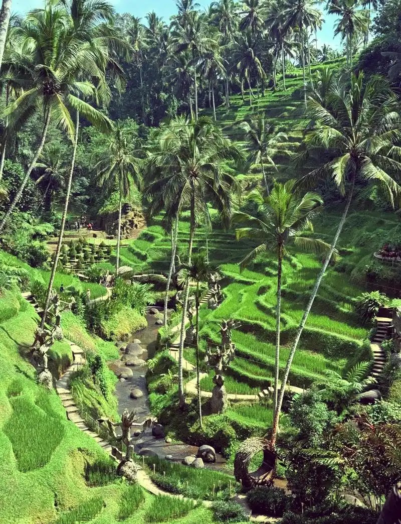 Alas Harum Bali - Alas Harum Bali, Jl. Raya Tegallalang, Tegallalang, Kec. Tegallalang, Kabupaten Gianyar, Bali 80561, Indonesia