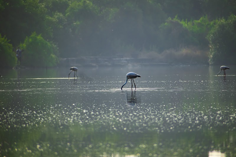 Bird Watching Area, Bhandup West (BPS) - Bird Watching Area, Bhandup West (BPS) 4XR7+QV6, Mulund East, Mumbai, Maharashtra 400042, India