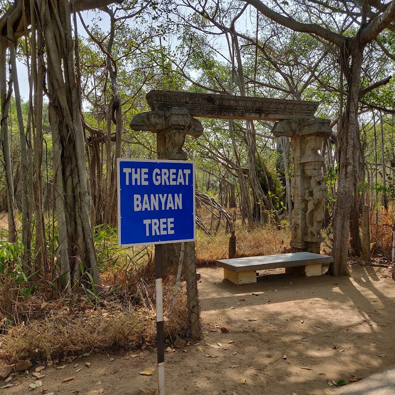 Adyar Banyan Tree - Adyar Banyan Tree, 2769+487, Schwarz Ave, Theosophical Society, Besant Nagar, Chennai, Tamil Nadu 600020, India