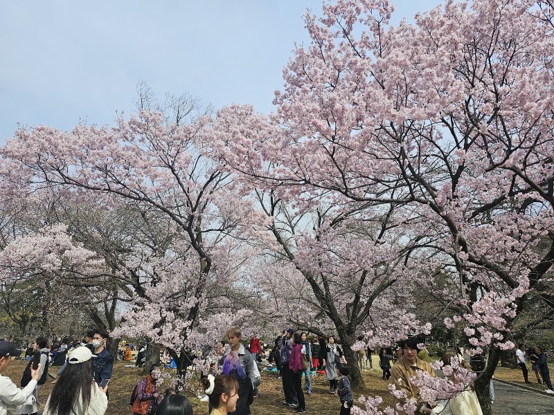 Shinjuku Gyoen Cherry Tree Area