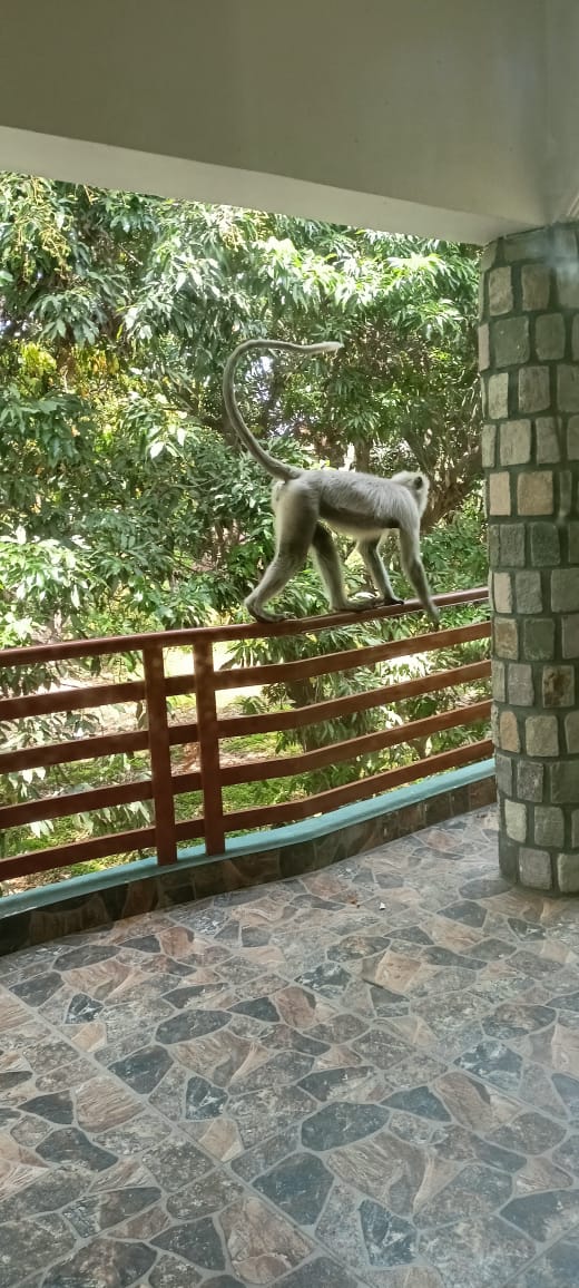 corbett jungle safari advisor - corbett jungle safari advisor telipura road, Jassaganja, Ramnagar, Shivlalpur Khazanchi, Uttarakhand 244715, India