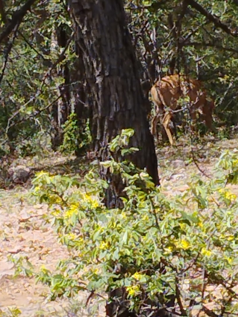 Musina Nature Reserve - Musina Nature Reserve, Musina, South Africa