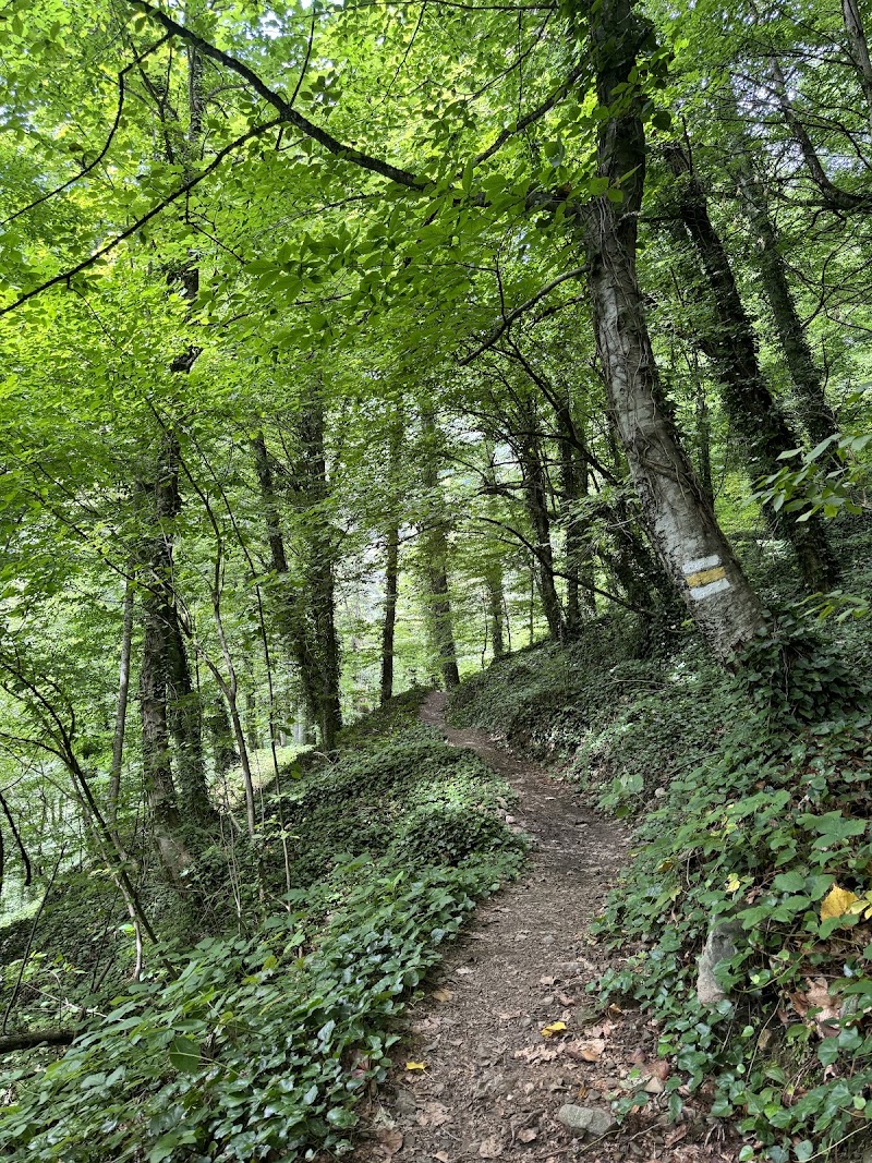 Lagodekhi's Managed Reserve - Lagodekhi's Managed Reserve, 197 Vashlovani St, Lagodekhi, Georgia