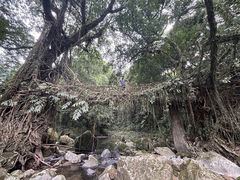 Double lane living root bridge