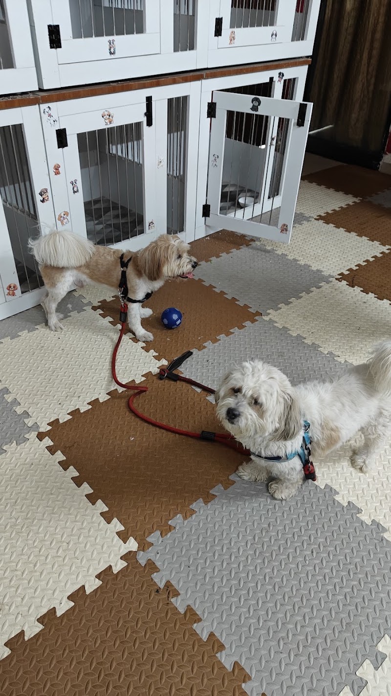 Zupy's Den | Premium Pet Retreat - Zupy's Den | Premium Pet Retreat, Zupy's Den, Dolphins Farm House Doomartalab, 236/8 & 236/13, Amanaka Thana Rd, near India Oil petrol pump, Amanaka, Raipur, Chhattisgarh 492099, India