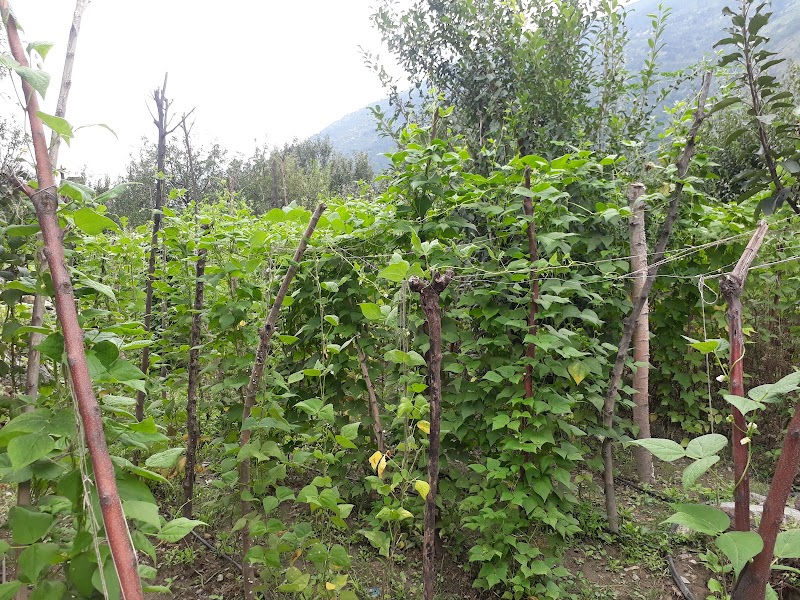 JAMWAL ORCHARDS - JAMWAL ORCHARDS, v.p.o seobagh tehsil and, Seobagh, Kais, Himachal Pradesh 175138, India