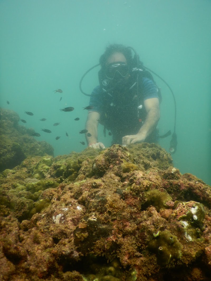 FlyingFish Scuba School - FlyingFish Scuba School Novotel Resort and Spa, Candolim, Goa 403516, India