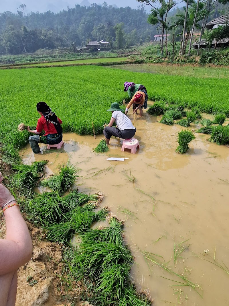 Ha Giang Culture - Loop Tour - Ha Giang Culture - Loop Tour Alley 212 Nguyễn Trãi, Street, Hà Giang 1, Tuyên Quang 310000, Vietnam