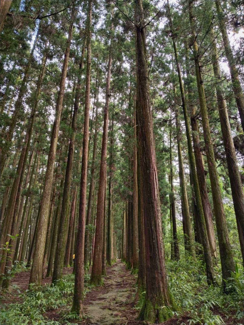 Malki Forest - Malki Forest HV5P+PJH, Unnamed Road, Malki, Shillong, Meghalaya 793003, India