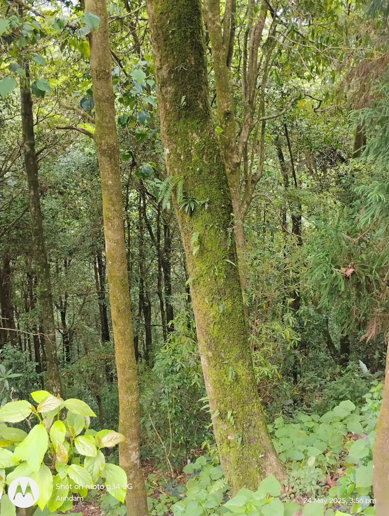 Pine tree forest - Pine tree forest 256P+H3, Ghoom Pahar Forest, West Bengal 734221, India