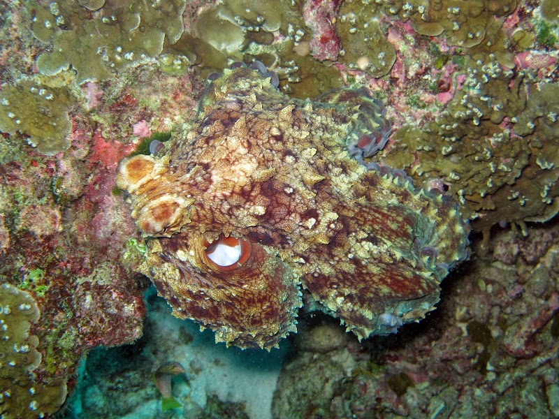 Similan Islands Liveaboard Expedition - Similan Islands Liveaboard Expedition 31/13 Moo 6 Khao Lak, ตำบลคึกคัก อำเภอตะกั่วป่า พังงา 82190, Thailand