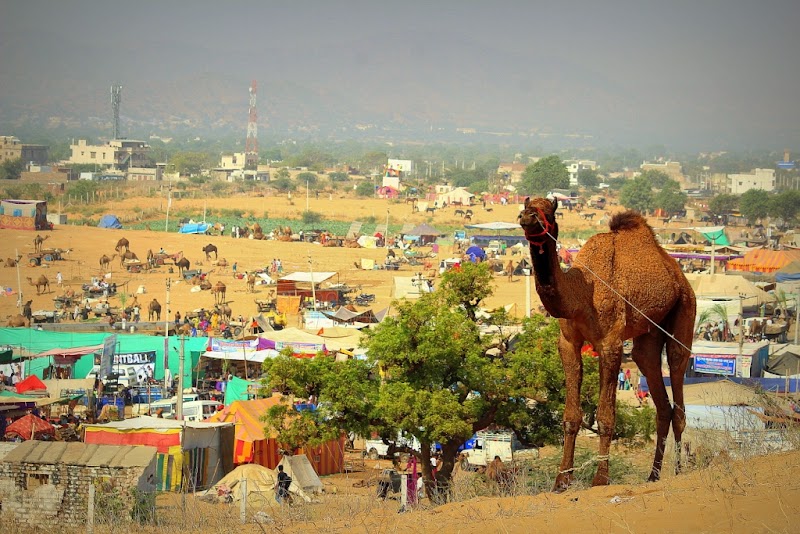 Pushkar Cattle Fair - Pushkar Cattle Fair, Mela Ground, Pushkar, Rajasthan 305022, India